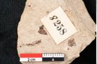 Foto (Detailansicht) von Pinus palaeostrobus Ettingshausen (NHMW-GEO-2024-0188-8258)